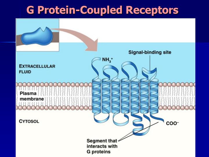 نقش-های-پیام-رسانی-GPCRs-در-رونویسی-ژن-و-بیولوژی-سرطان5