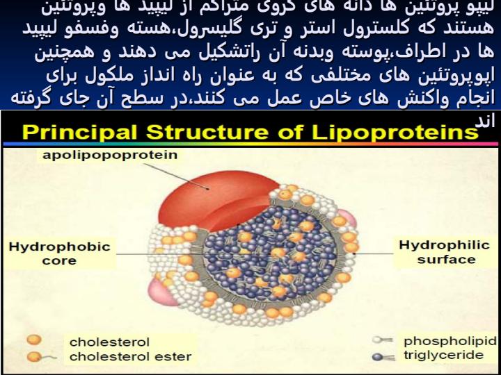 اجزاء-تشکیل-دهنده-لیپو-پروتئین-ها2