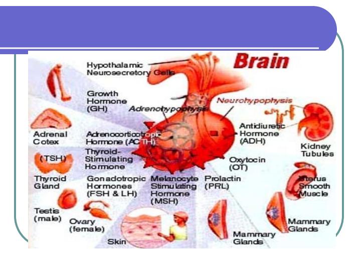 اختلالات-غده-هیپوفیز4