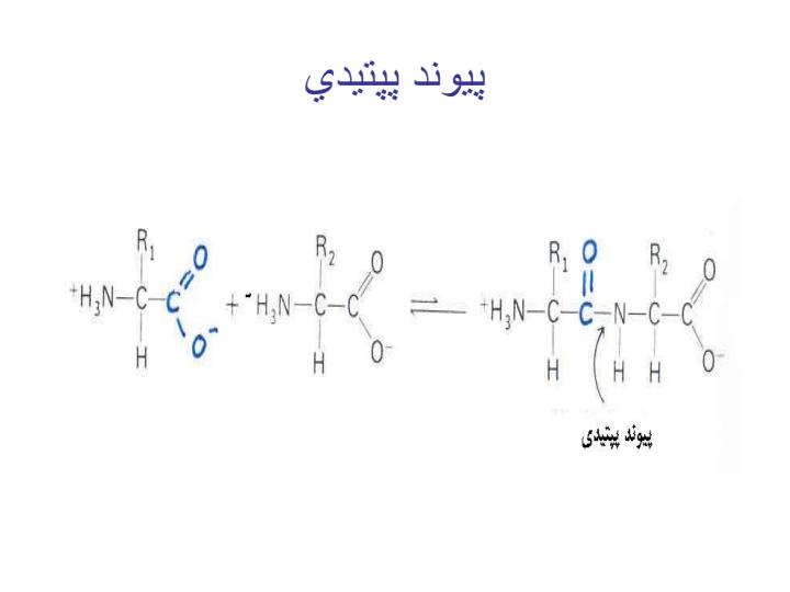 بيوشيمي-عمومي-فصل-اول-پروتئین-ها1