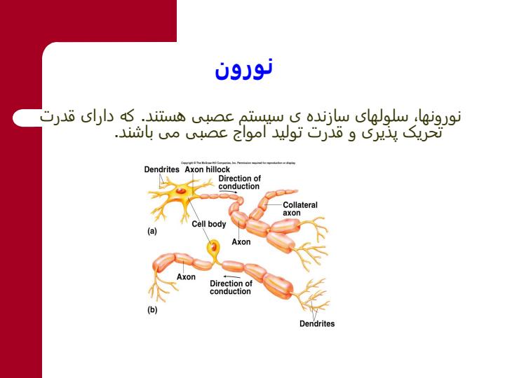 فیزیولوژی-سیستم-عصبی1