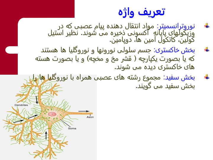 فیزیولوژی-سیستم-عصبی3