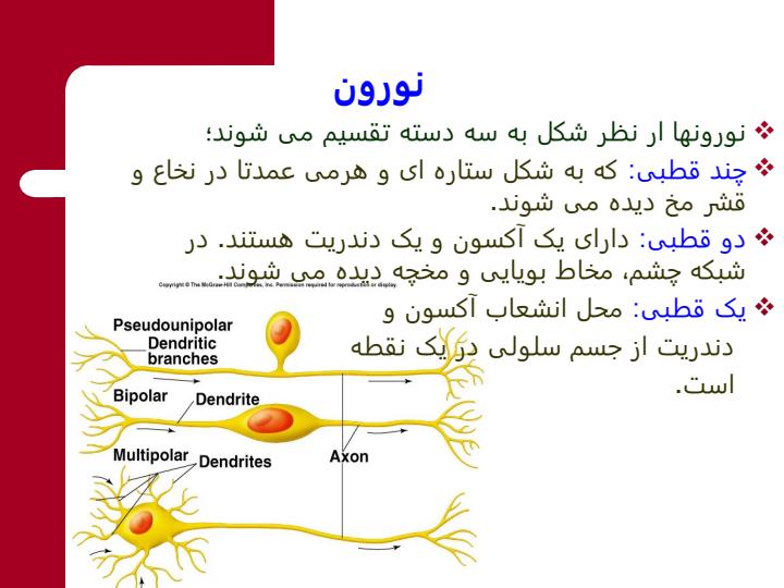 فیزیولوژی-سیستم-عصبی5