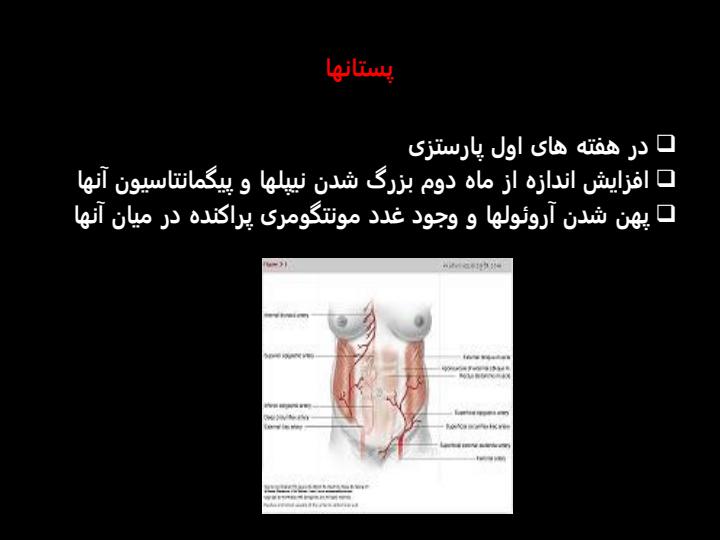 فیزیولوژی-مادر4