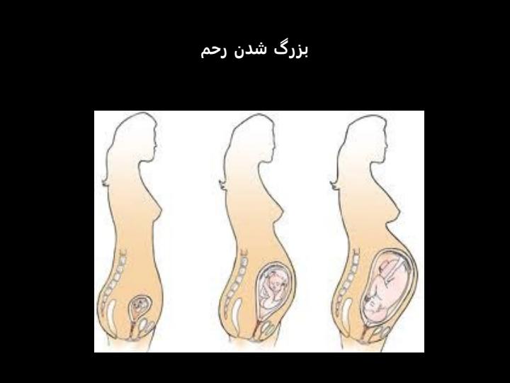 فیزیولوژی-مادر6