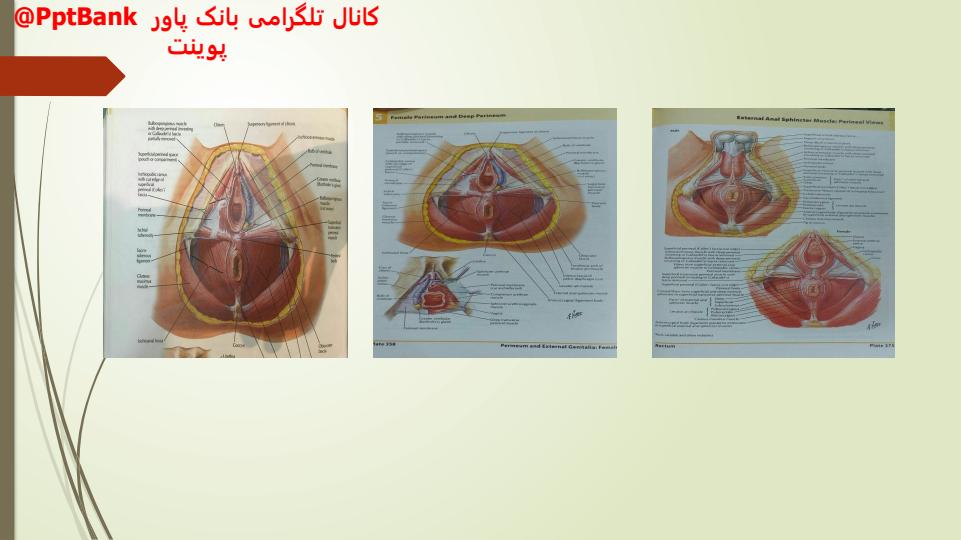فیزیولوژی-و-آناتومی-ناحیه-تناسلی-زنان4