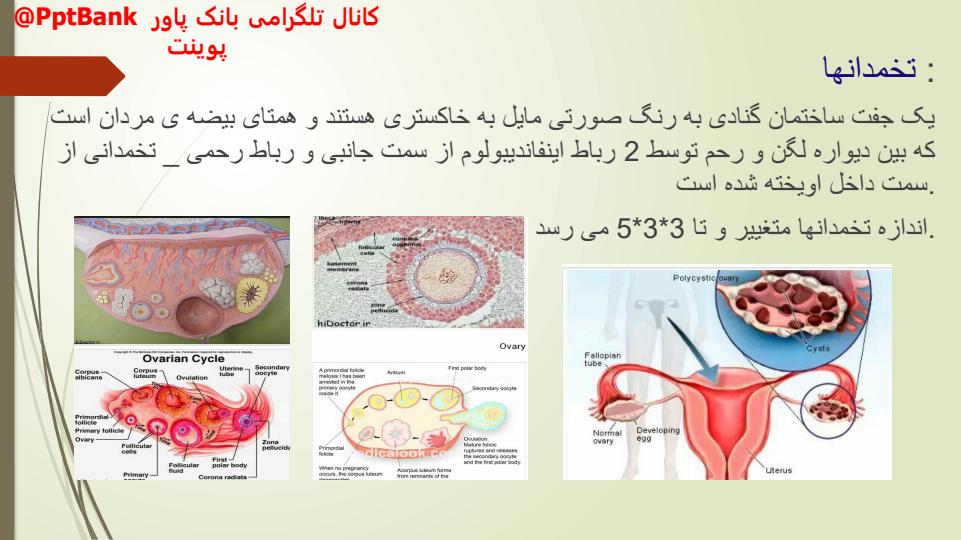 فیزیولوژی-و-آناتومی-ناحیه-تناسلی-زنان6