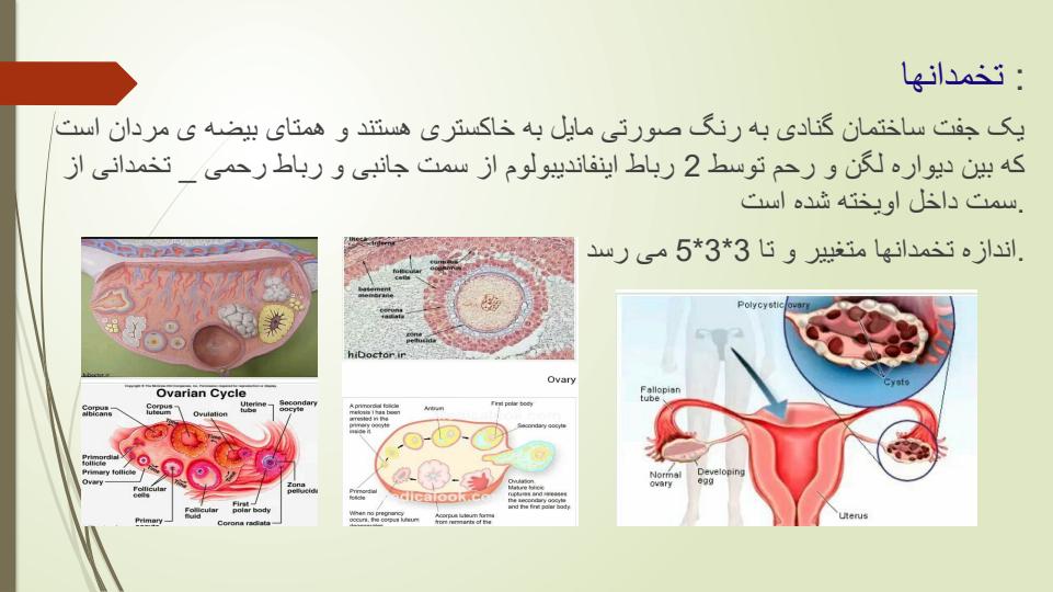 فیزیولوژی-و-آناتومی-ناحیه-تناسلی5