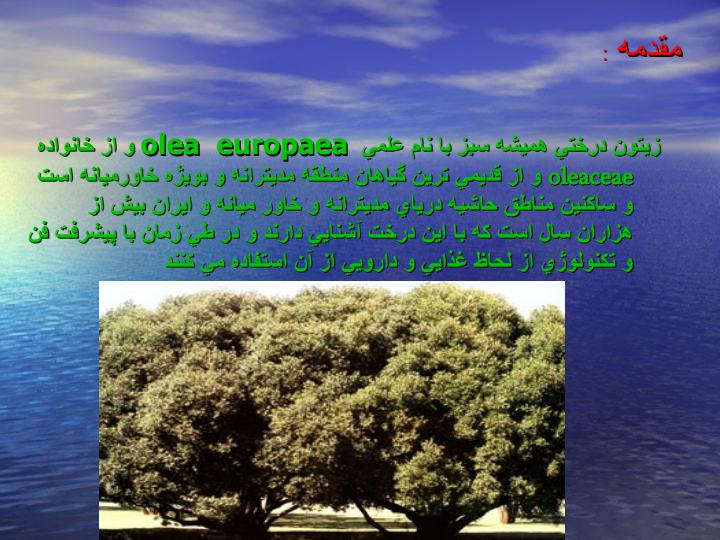 فیزیولوژی-وافات-زیتون1