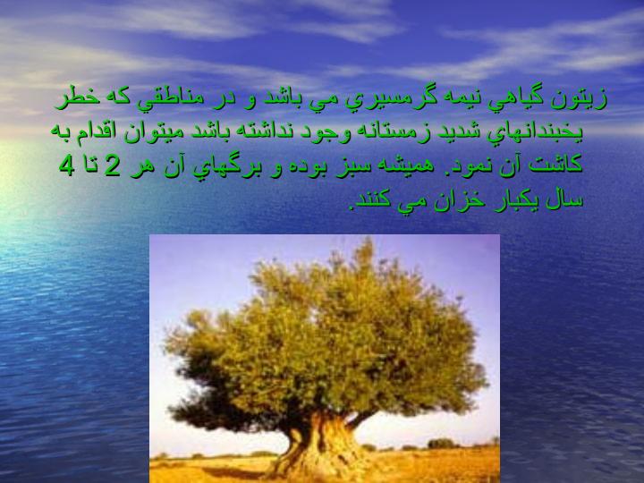 فیزیولوژی-وافات-زیتون2
