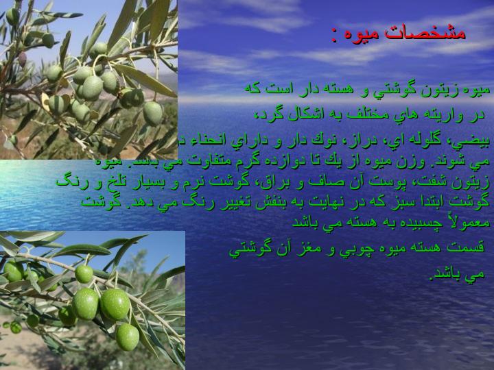 فیزیولوژی-وافات-زیتون4